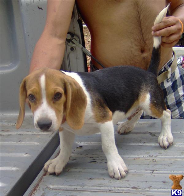 Beagle Puppies for Sale